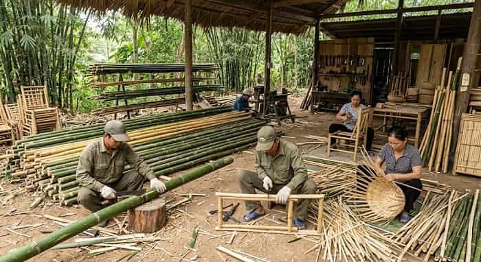 Bamboo Producing