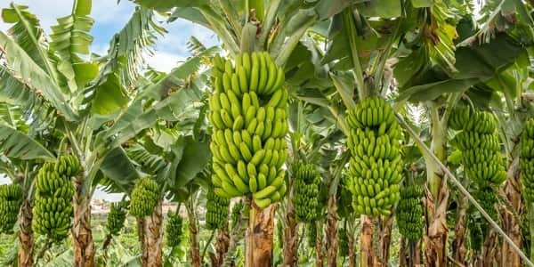 Banana Producing