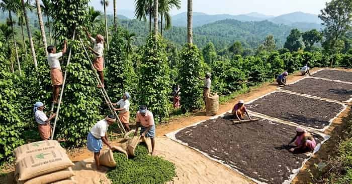 Top 5 Black Pepper Producing States in India