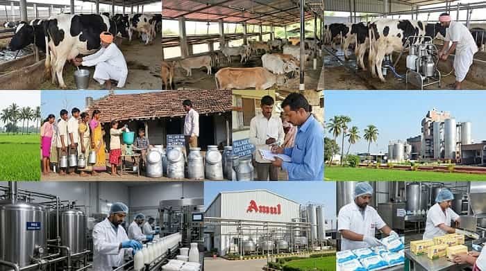 Top 5 Highest Milk Producing States in India