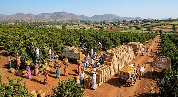 Top 5 Orange Producing States in India