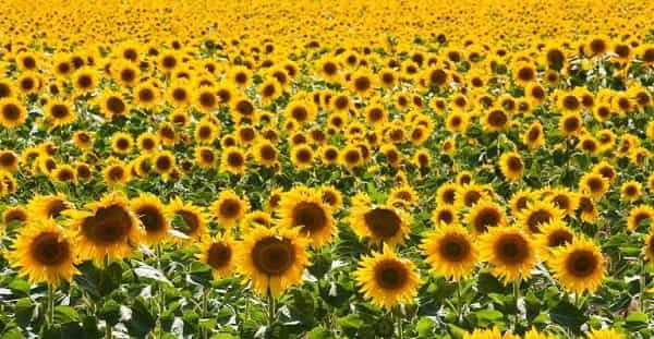 Sunflower Producing