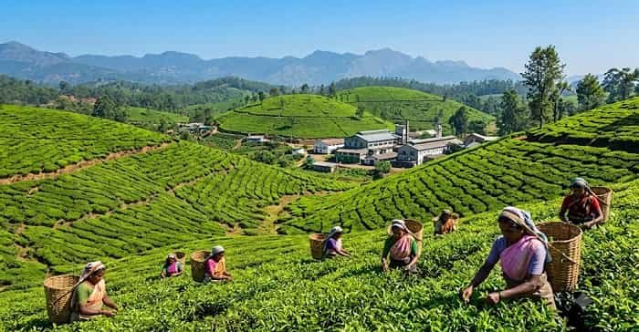 Top 5 Highest Tea Producing States in India