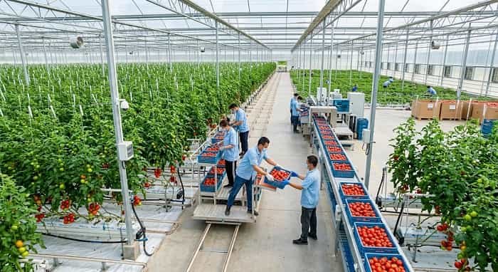 Top 5 Largest Tomato Producing States in India
