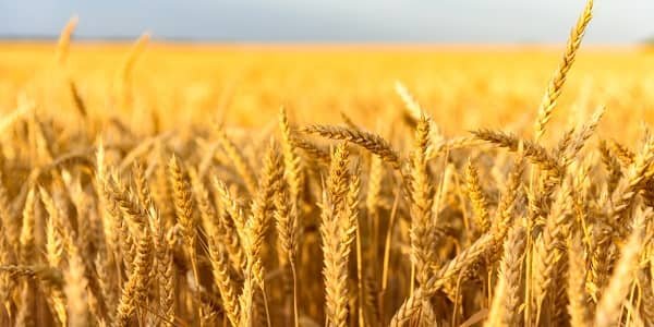 Wheat Producing