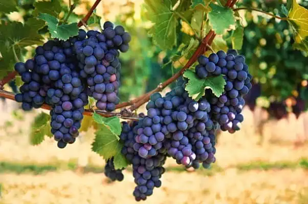 grapes