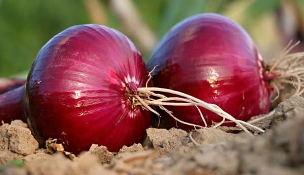 onion production india