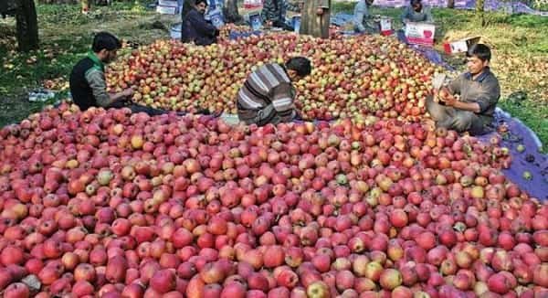 Top 5 Apple Producing States in India