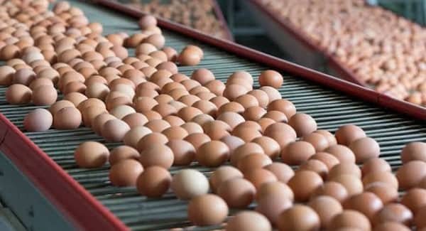Top 5 Egg Producing States in India