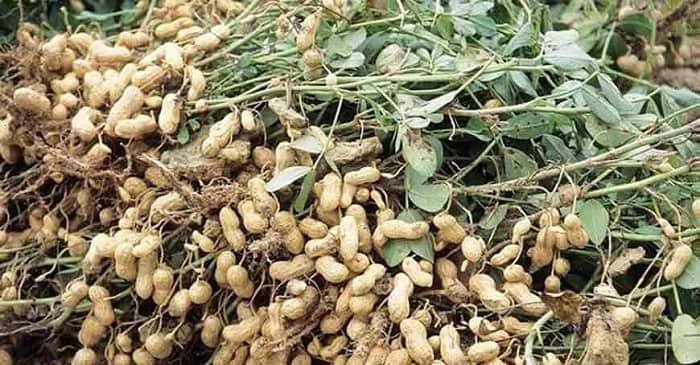 Top 5 Groundnut Producing States in India