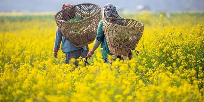 Top 5 Mustard Rapeseed Producing States in India
