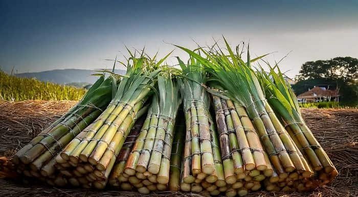 Top 5 Major Sugarcane Producing States in India