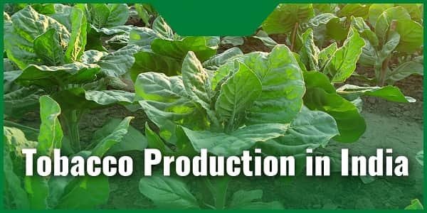 Top 5 Highest Tobacco Producing States in India