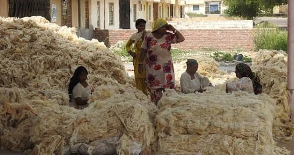Top 5 Wool Producing States in India